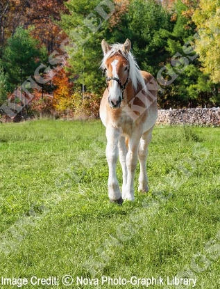 Picture of Horse & Pony Paddock Grass Seed